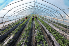 来自铜陵国度农业科技园区“十四五”系列报道